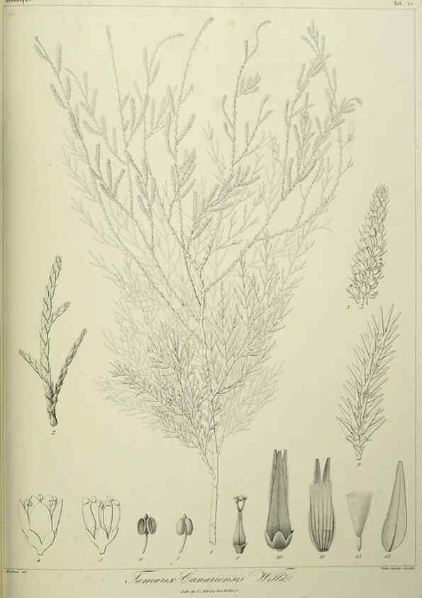 Reproducción/Reproduction 7408914036: Phytographia canariensis /. Paris :Béthune,1836-1850.
