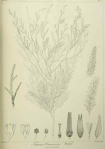Reproducción/Reproduction 7408914036: Phytographia canariensis /. Paris :Béthune,1836-1850.