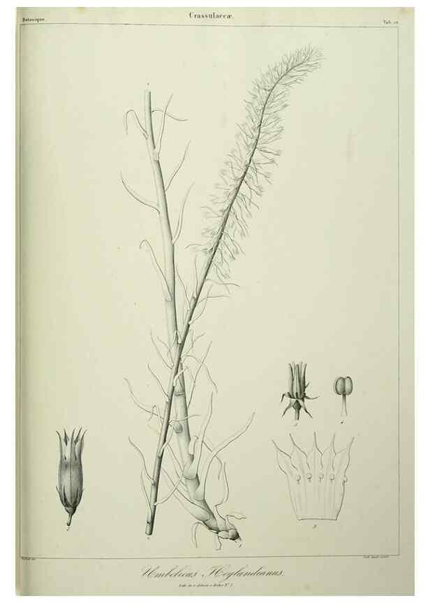 Reproducción/Reproduction 7408914926: Phytographia canariensis /. Paris :Béthune,1836-1850.