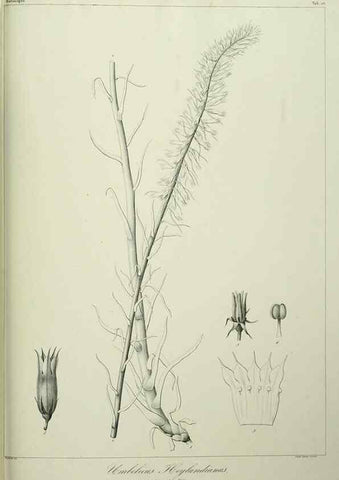 Reproducción/Reproduction 7408914926: Phytographia canariensis /. Paris :Béthune,1836-1850.