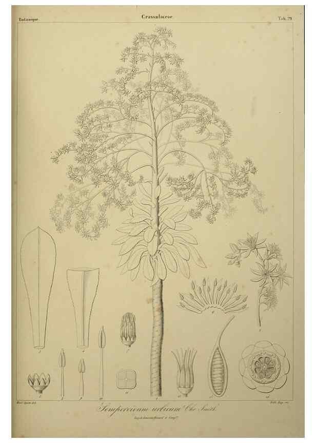 Reproducción/Reproduction 7408917970: Phytographia canariensis /. Paris :Béthune,1836-1850.