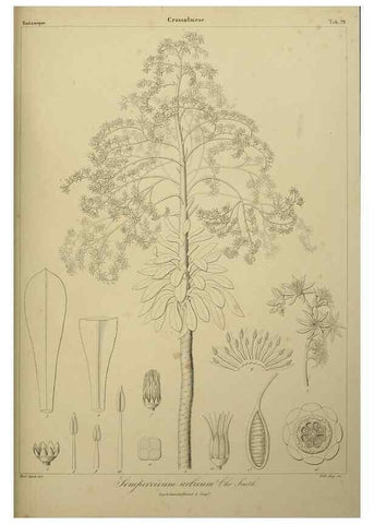 Reproducción/Reproduction 7408917970: Phytographia canariensis /. Paris :Béthune,1836-1850.
