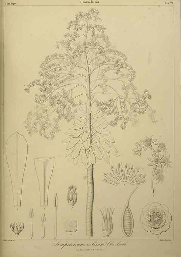 Reproducción/Reproduction 7408917970: Phytographia canariensis /. Paris :Béthune,1836-1850.