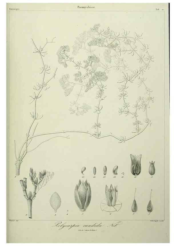 Reproducción/Reproduction 7408910242: Phytographia canariensis /. Paris :Béthune,1836-1850.