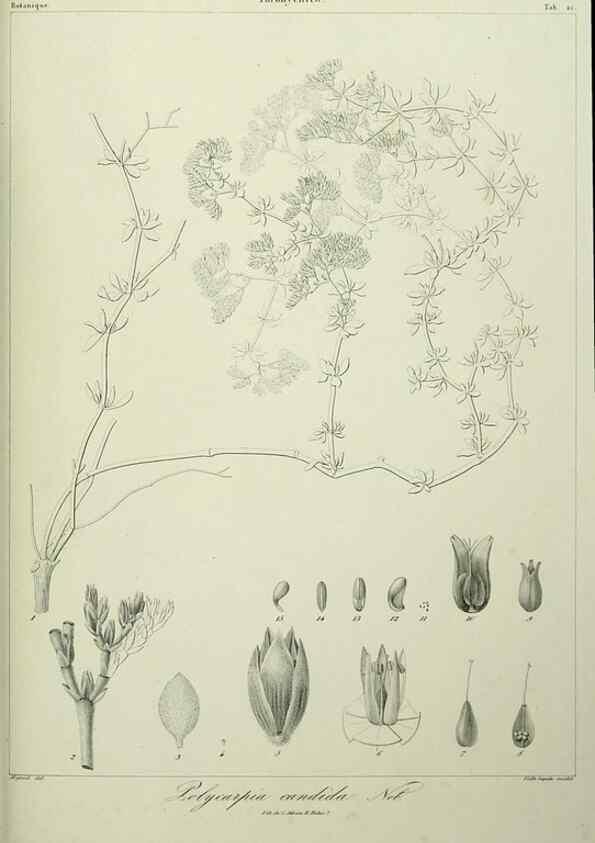 Reproducción/Reproduction 7408910242: Phytographia canariensis /. Paris :Béthune,1836-1850.