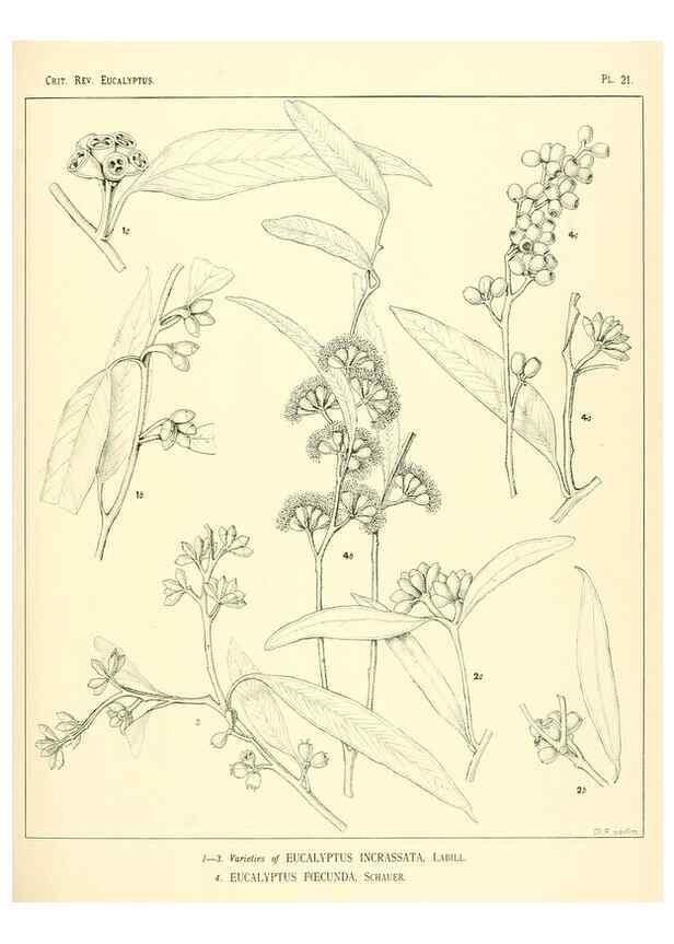Reproducción/Reproduction 7189573835: A critical revision of the genus Eucalyptus,. Sydney,W. A. Gullick, government printer,1903-1933.
