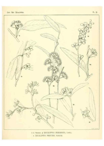 Reproducción/Reproduction 7189573835: A critical revision of the genus Eucalyptus,. Sydney,W. A. Gullick, government printer,1903-1933.