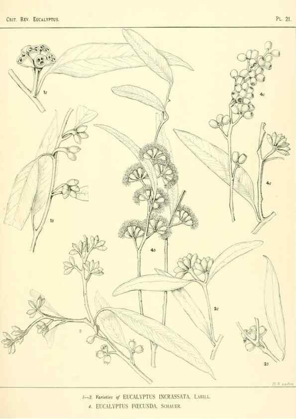 Reproducción/Reproduction 7189573835: A critical revision of the genus Eucalyptus,. Sydney,W. A. Gullick, government printer,1903-1933.