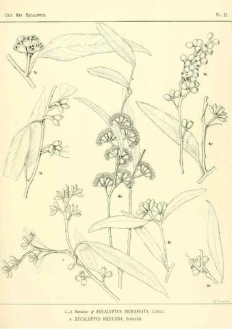 Reproducción/Reproduction 7189573835: A critical revision of the genus Eucalyptus,. Sydney,W. A. Gullick, government printer,1903-1933.