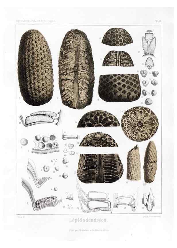 Reproducción/Reproduction 7361884786: Traité de paléontologie végétale, ou, La flore du monde primitif dans ses rapports avec les formations géologiques et la flore du monde actuel /. Paris :J.B. Baillière et fils,1869-1874.
