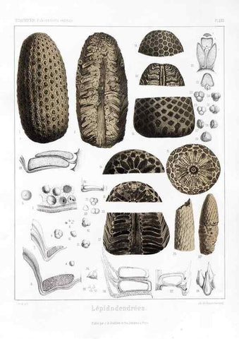 Reproducción/Reproduction 7361884786: Traité de paléontologie végétale, ou, La flore du monde primitif dans ses rapports avec les formations géologiques et la flore du monde actuel /. Paris :J.B. Baillière et fils,1869-1874.