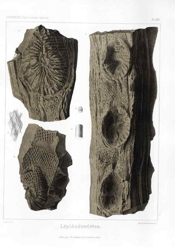 Reproducción/Reproduction 7361886332: Traité de paléontologie végétale, ou, La flore du monde primitif dans ses rapports avec les formations géologiques et la flore du monde actuel /. Paris :J.B. Baillière et fils,1869-1874.