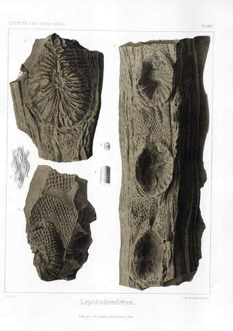 Reproducción/Reproduction 7361886332: Traité de paléontologie végétale, ou, La flore du monde primitif dans ses rapports avec les formations géologiques et la flore du monde actuel /. Paris :J.B. Baillière et fils,1869-1874.