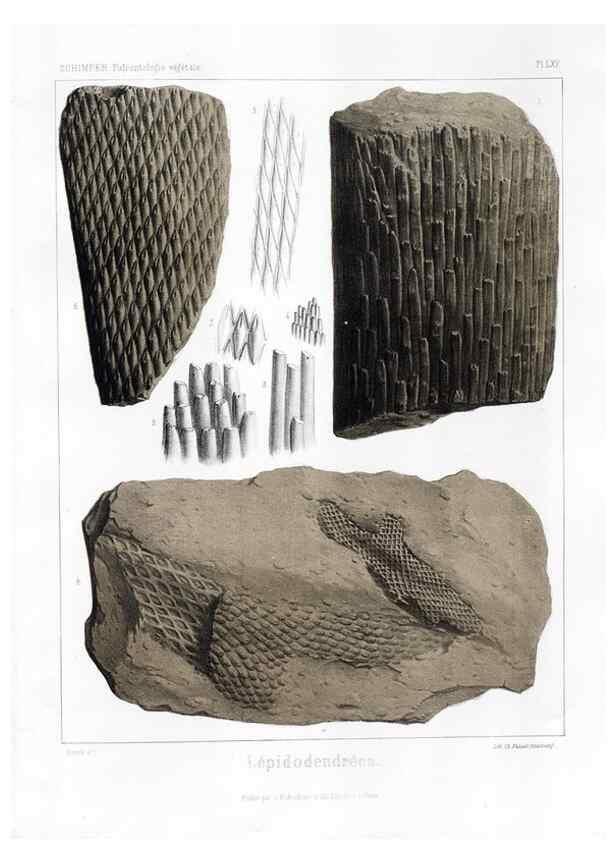 Reproducción/Reproduction 7361889056: Traité de paléontologie végétale, ou, La flore du monde primitif dans ses rapports avec les formations géologiques et la flore du monde actuel /. Paris :J.B. Baillière et fils,1869-1874.