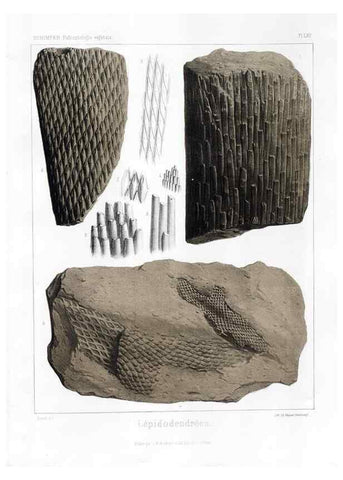 Reproducción/Reproduction 7361889056: Traité de paléontologie végétale, ou, La flore du monde primitif dans ses rapports avec les formations géologiques et la flore du monde actuel /. Paris :J.B. Baillière et fils,1869-1874.