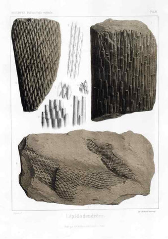 Reproducción/Reproduction 7361889056: Traité de paléontologie végétale, ou, La flore du monde primitif dans ses rapports avec les formations géologiques et la flore du monde actuel /. Paris :J.B. Baillière et fils,1869-1874.