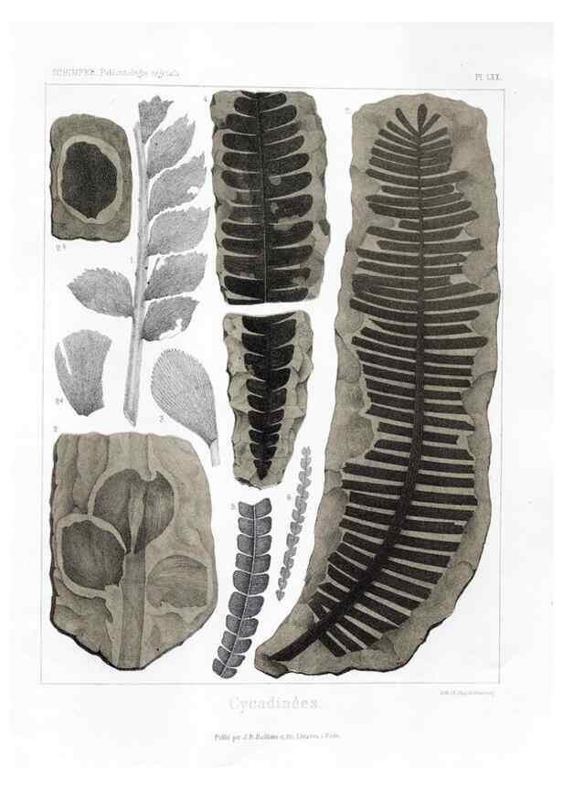 Reproducción/Reproduction 7361895534: Traité de paléontologie végétale, ou, La flore du monde primitif dans ses rapports avec les formations géologiques et la flore du monde actuel /. Paris :J.B. Baillière et fils,1869-1874.