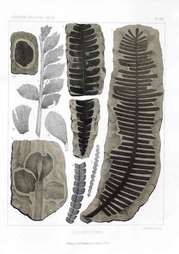 Reproducción/Reproduction 7361895534: Traité de paléontologie végétale, ou, La flore du monde primitif dans ses rapports avec les formations géologiques et la flore du monde actuel /. Paris :J.B. Baillière et fils,1869-1874.