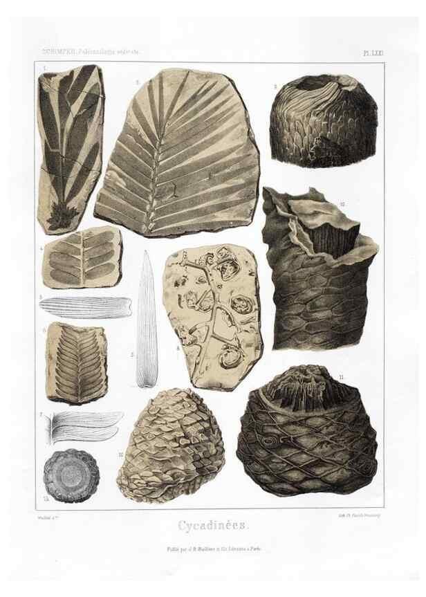 Reproducción/Reproduction 7176673427: Traité de paléontologie végétale, ou, La flore du monde primitif dans ses rapports avec les formations géologiques et la flore du monde actuel /. Paris :J.B. Baillière et fils,1869-1874.