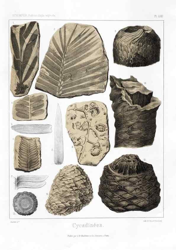 Reproducción/Reproduction 7176673427: Traité de paléontologie végétale, ou, La flore du monde primitif dans ses rapports avec les formations géologiques et la flore du monde actuel /. Paris :J.B. Baillière et fils,1869-1874.