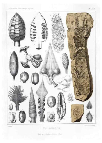 Reproducción/Reproduction 7176674703: Traité de paléontologie végétale, ou, La flore du monde primitif dans ses rapports avec les formations géologiques et la flore du monde actuel /. Paris :J.B. Baillière et fils,1869-1874.
