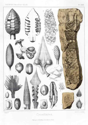 Reproducción/Reproduction 7176674703: Traité de paléontologie végétale, ou, La flore du monde primitif dans ses rapports avec les formations géologiques et la flore du monde actuel /. Paris :J.B. Baillière et fils,1869-1874.