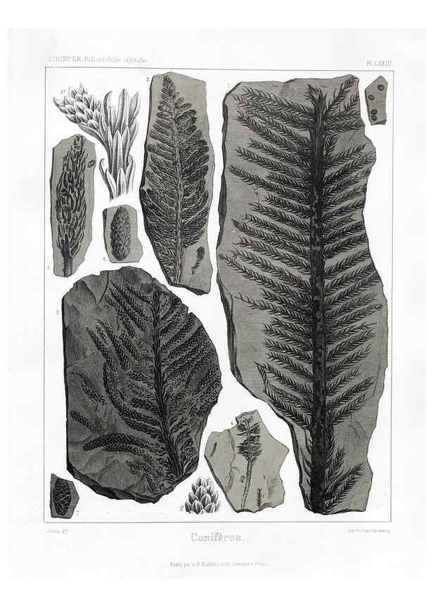 Reproducción/Reproduction 7176675879: Traité de paléontologie végétale, ou, La flore du monde primitif dans ses rapports avec les formations géologiques et la flore du monde actuel /. Paris :J.B. Baillière et fils,1869-1874.