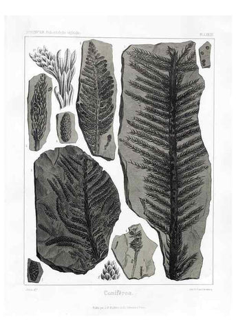 Reproducción/Reproduction 7176675879: Traité de paléontologie végétale, ou, La flore du monde primitif dans ses rapports avec les formations géologiques et la flore du monde actuel /. Paris :J.B. Baillière et fils,1869-1874.