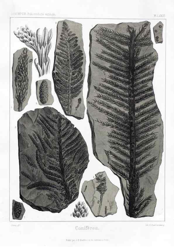 Reproducción/Reproduction 7176675879: Traité de paléontologie végétale, ou, La flore du monde primitif dans ses rapports avec les formations géologiques et la flore du monde actuel /. Paris :J.B. Baillière et fils,1869-1874.