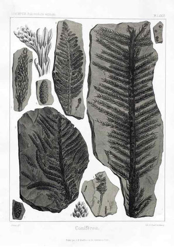 Reproducción/Reproduction 7176675879: Traité de paléontologie végétale, ou, La flore du monde primitif dans ses rapports avec les formations géologiques et la flore du monde actuel /. Paris :J.B. Baillière et fils,1869-1874.