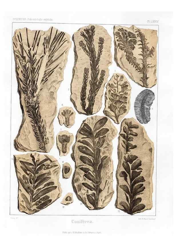 Reproducción/Reproduction 7176677169: Traité de paléontologie végétale, ou, La flore du monde primitif dans ses rapports avec les formations géologiques et la flore du monde actuel /. Paris :J.B. Baillière et fils,1869-1874.