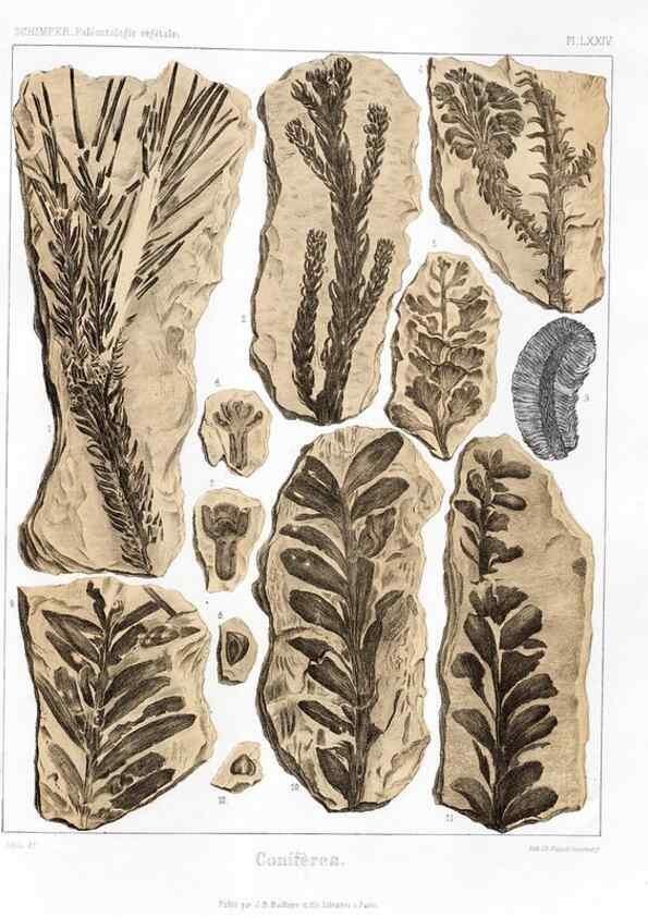 Reproducción/Reproduction 7176677169: Traité de paléontologie végétale, ou, La flore du monde primitif dans ses rapports avec les formations géologiques et la flore du monde actuel /. Paris :J.B. Baillière et fils,1869-1874.
