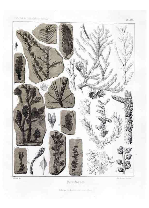 Reproducción/Reproduction 7361902824: Traité de paléontologie végétale, ou, La flore du monde primitif dans ses rapports avec les formations géologiques et la flore du monde actuel /. Paris :J.B. Baillière et fils,1869-1874.