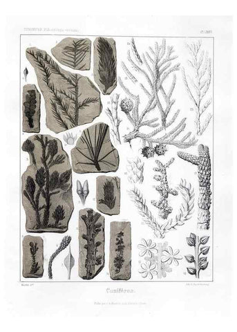 Reproducción/Reproduction 7361902824: Traité de paléontologie végétale, ou, La flore du monde primitif dans ses rapports avec les formations géologiques et la flore du monde actuel /. Paris :J.B. Baillière et fils,1869-1874.