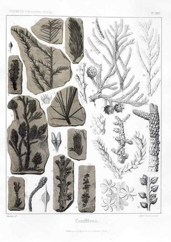 Reproducción/Reproduction 7361902824: Traité de paléontologie végétale, ou, La flore du monde primitif dans ses rapports avec les formations géologiques et la flore du monde actuel /. Paris :J.B. Baillière et fils,1869-1874.