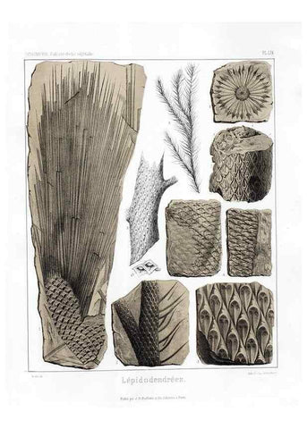 Reproducción/Reproduction 7176655723: Traité de paléontologie végétale, ou, La flore du monde primitif dans ses rapports avec les formations géologiques et la flore du monde actuel /. Paris :J.B. Baillière et fils,1869-1874.