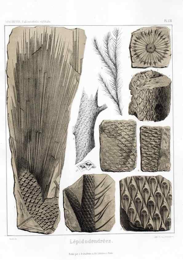 Reproducción/Reproduction 7176655723: Traité de paléontologie végétale, ou, La flore du monde primitif dans ses rapports avec les formations géologiques et la flore du monde actuel /. Paris :J.B. Baillière et fils,1869-1874.