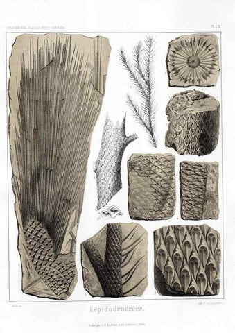 Reproducción/Reproduction 7176655723: Traité de paléontologie végétale, ou, La flore du monde primitif dans ses rapports avec les formations géologiques et la flore du monde actuel /. Paris :J.B. Baillière et fils,1869-1874.