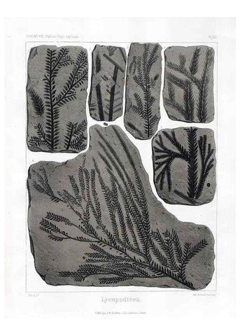 Reproducción/Reproduction 7176650853: Traité de paléontologie végétale, ou, La flore du monde primitif dans ses rapports avec les formations géologiques et la flore du monde actuel /. Paris :J.B. Baillière et fils,1869-1874.
