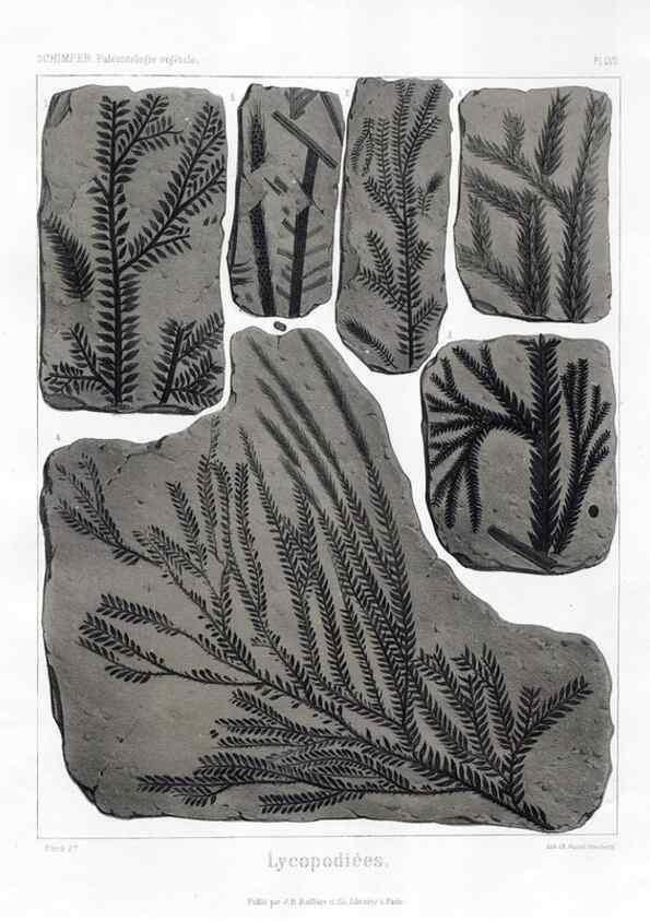 Reproducción/Reproduction 7176650853: Traité de paléontologie végétale, ou, La flore du monde primitif dans ses rapports avec les formations géologiques et la flore du monde actuel /. Paris :J.B. Baillière et fils,1869-1874.