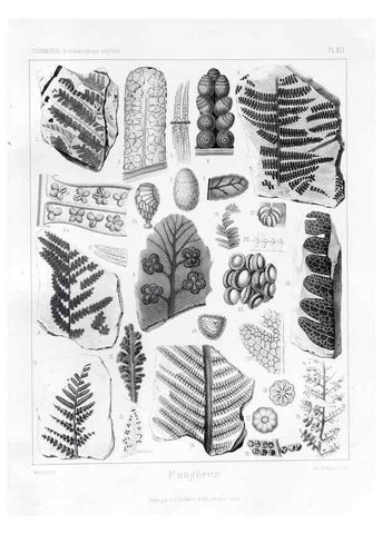 Reproducción/Reproduction 7361848894: Traité de paléontologie végétale, ou, La flore du monde primitif dans ses rapports avec les formations géologiques et la flore du monde actuel /. Paris :J.B. Baillière et fils,1869-1874.
