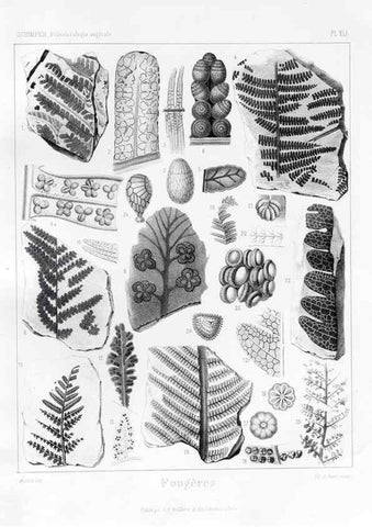 Reproducción/Reproduction 7361848894: Traité de paléontologie végétale, ou, La flore du monde primitif dans ses rapports avec les formations géologiques et la flore du monde actuel /. Paris :J.B. Baillière et fils,1869-1874.