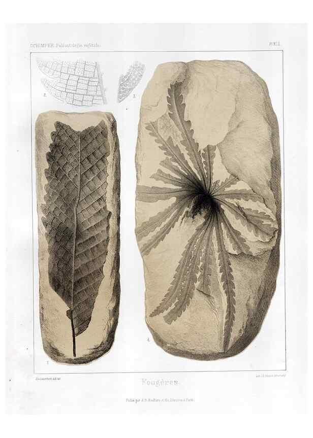 Reproducción/Reproduction 7361850310: Traité de paléontologie végétale, ou, La flore du monde primitif dans ses rapports avec les formations géologiques et la flore du monde actuel /. Paris :J.B. Baillière et fils,1869-1874.