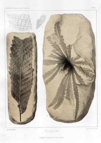 Reproducción/Reproduction 7361850310: Traité de paléontologie végétale, ou, La flore du monde primitif dans ses rapports avec les formations géologiques et la flore du monde actuel /. Paris :J.B. Baillière et fils,1869-1874.