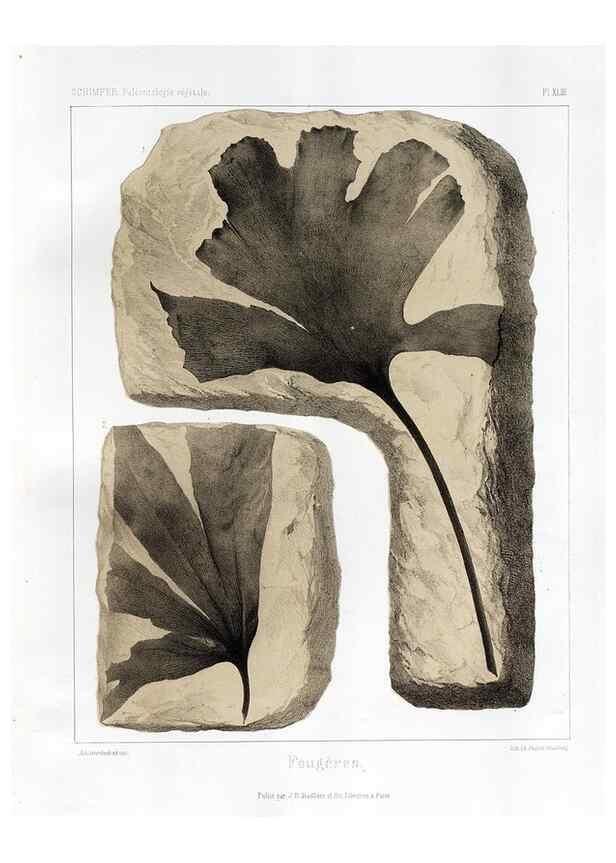 Reproducción/Reproduction 7361852754: Traité de paléontologie végétale, ou, La flore du monde primitif dans ses rapports avec les formations géologiques et la flore du monde actuel /. Paris :J.B. Baillière et fils,1869-1874.