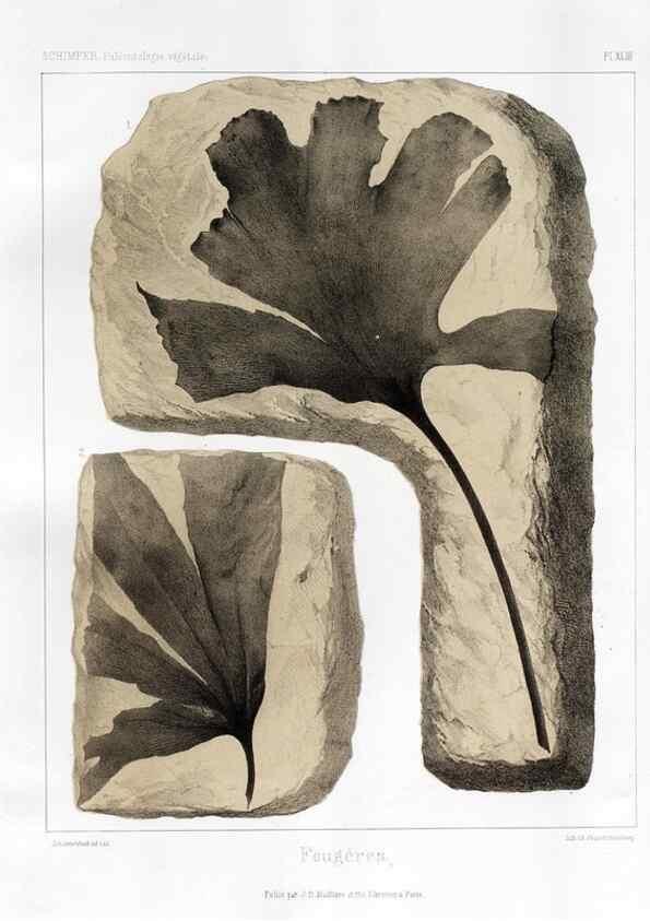 Reproducción/Reproduction 7361852754: Traité de paléontologie végétale, ou, La flore du monde primitif dans ses rapports avec les formations géologiques et la flore du monde actuel /. Paris :J.B. Baillière et fils,1869-1874.