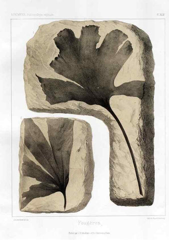 Reproducción/Reproduction 7361852754: Traité de paléontologie végétale, ou, La flore du monde primitif dans ses rapports avec les formations géologiques et la flore du monde actuel /. Paris :J.B. Baillière et fils,1869-1874.