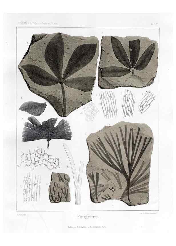 Reproducción/Reproduction 7176629485: Traité de paléontologie végétale, ou, La flore du monde primitif dans ses rapports avec les formations géologiques et la flore du monde actuel /. Paris :J.B. Baillière et fils,1869-1874.