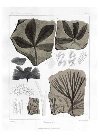 Reproducción/Reproduction 7176629485: Traité de paléontologie végétale, ou, La flore du monde primitif dans ses rapports avec les formations géologiques et la flore du monde actuel /. Paris :J.B. Baillière et fils,1869-1874.