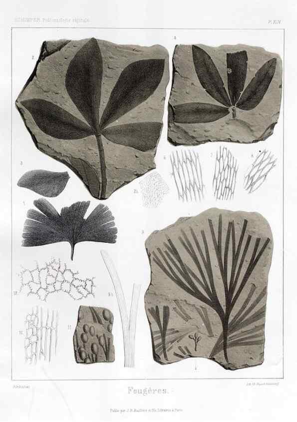 Reproducción/Reproduction 7176629485: Traité de paléontologie végétale, ou, La flore du monde primitif dans ses rapports avec les formations géologiques et la flore du monde actuel /. Paris :J.B. Baillière et fils,1869-1874.